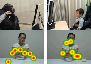 Eye-tracking in Chimpanzees and Human infnats